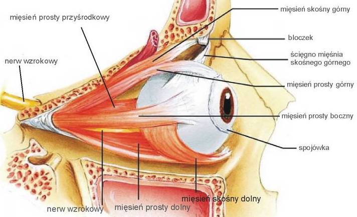 Schemat układu mięśni zewnętrznych oka