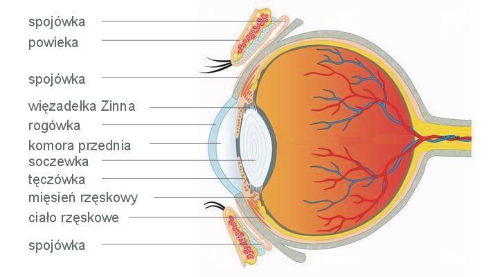 Budowa oka - odcinek przedni